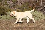 LABRADOR 666